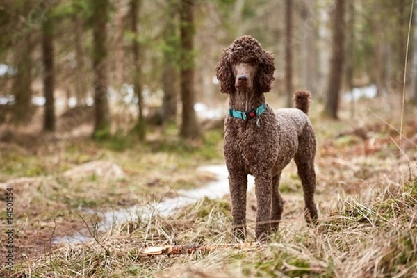 Obraz Brown poodle standing in the springtime forest ready for action