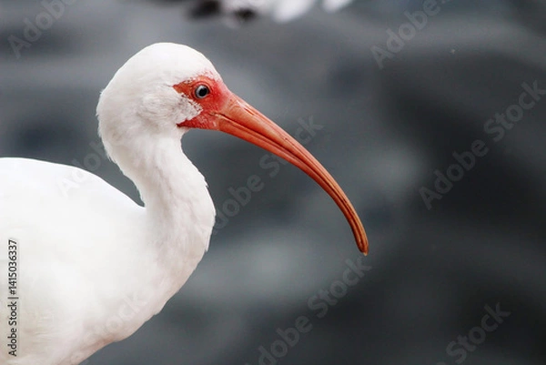 Obraz White ibis bird