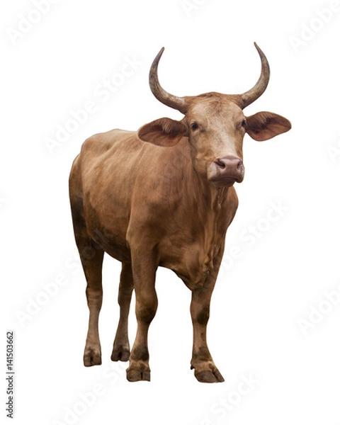 Obraz Cow isolated on white