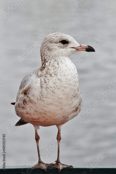 Obraz Seagull by water