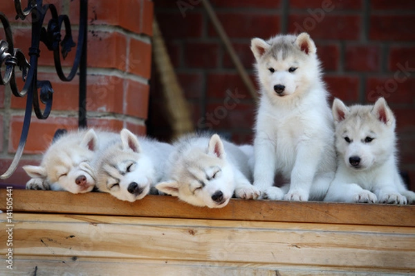 Fototapeta Siberian Husky puppy