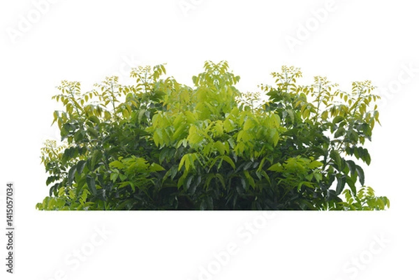 Fototapeta green bush isolated transparency background..