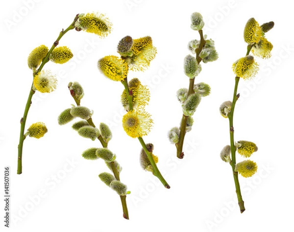 Obraz pussy willow branches set
