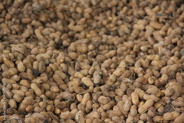 Obraz peanut harvest