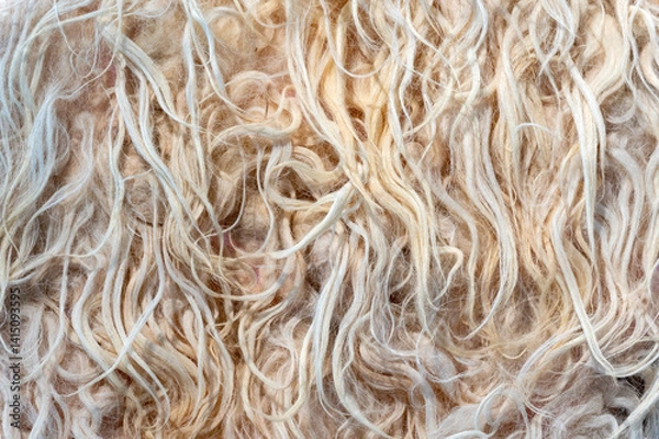 Fototapeta Wild wool creating a soft and delicate background texture
