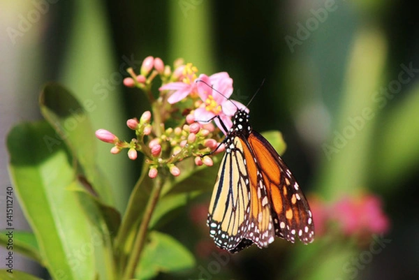 Obraz Monarch butterfly