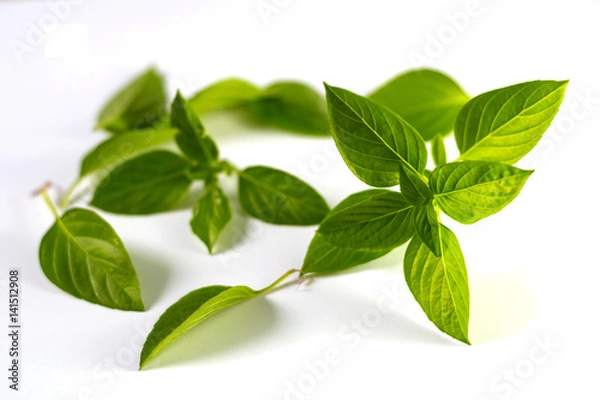 Obraz Thai basil isolated on white background