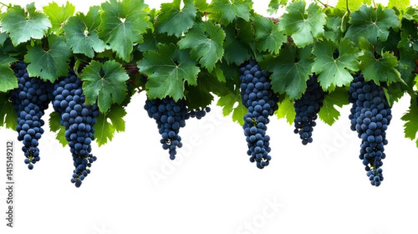 Obraz Lush green grapes hanging from a vine against a sunlit background ready for harvest in a vineyard setting, transparent background .