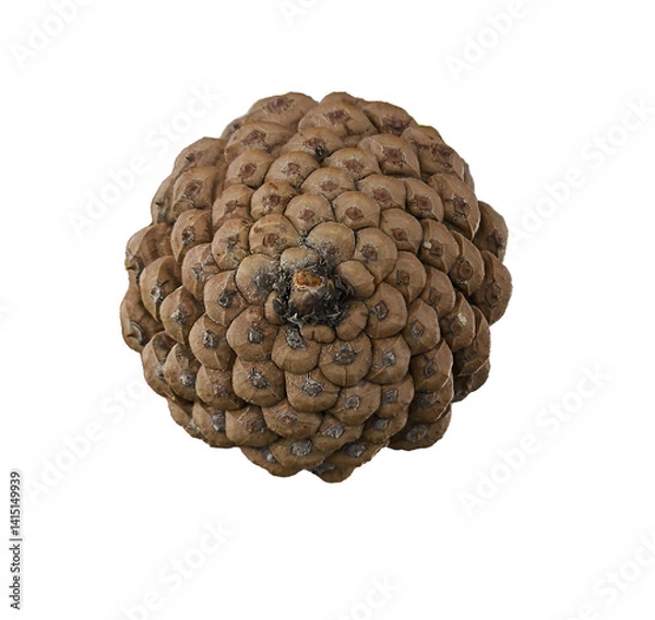 Obraz pine cone png