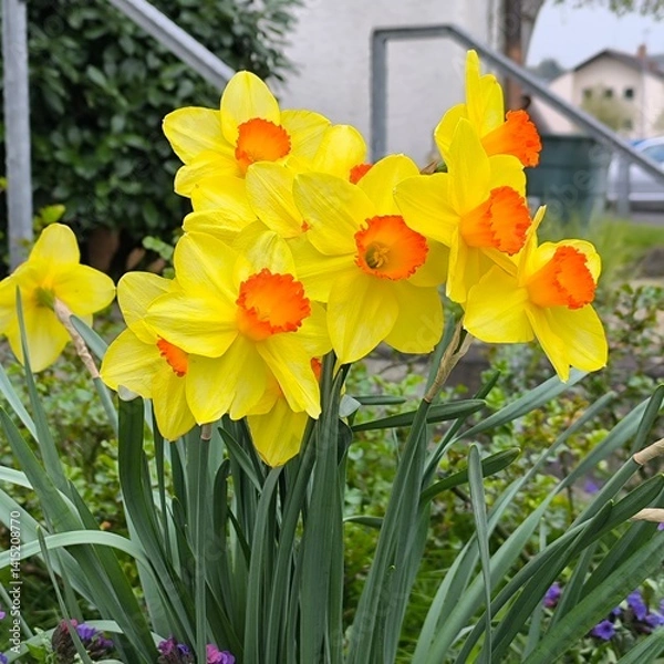 Fototapeta daffodils in a row