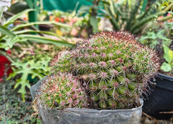 Fototapeta Close-up of spiky green cactus in pot. Vibrant green cactus with red-tipped spines