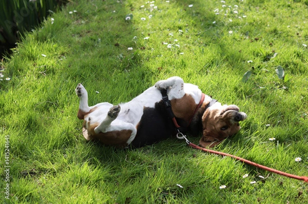 Fototapeta Beagle dog lying on the grass in the garden in the summer