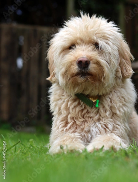 Fototapeta Cute Labradoodle puppy sitting on the grass in the garden