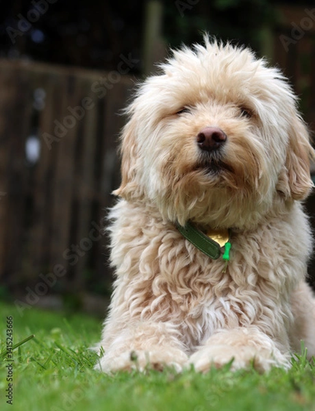 Fototapeta Cute Labradoodle puppy sitting on the grass in the garden