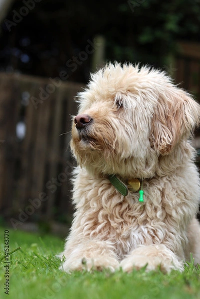 Fototapeta Cute Labradoodle puppy sitting on the grass in the garden
