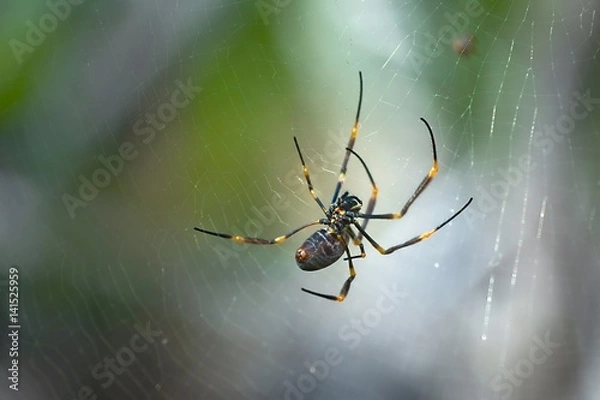 Obraz Golden Orb Weaver Spider