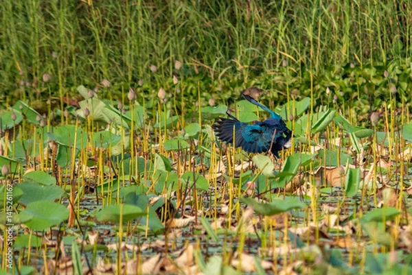 Obraz Grey-headed swamphen