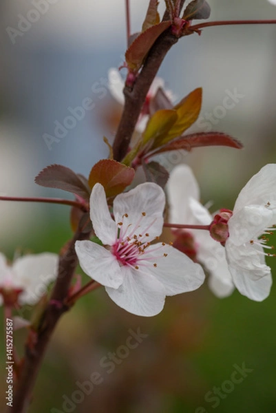 Fototapeta A delicate cherry blossom flower with soft white petals and a pink center blooms on a slender branch. Surrounded by young reddish leaves, it captures the fresh essence of early spring.