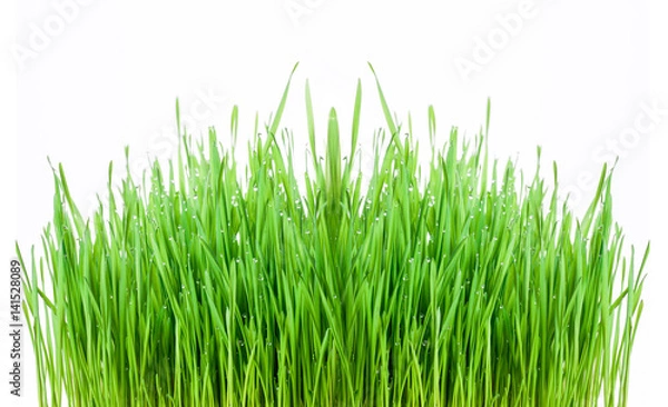 Obraz green grass isolated on a white background