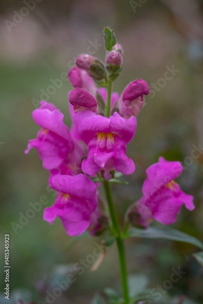 Fototapeta A vibrant cluster of pink snapdragon flowers with delicate petals and yellow centers stands out against a soft, blurred background, showcasing their intricate beauty.