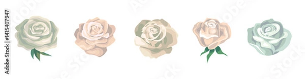 Fototapeta White roses. A set of vector colors for creating a design