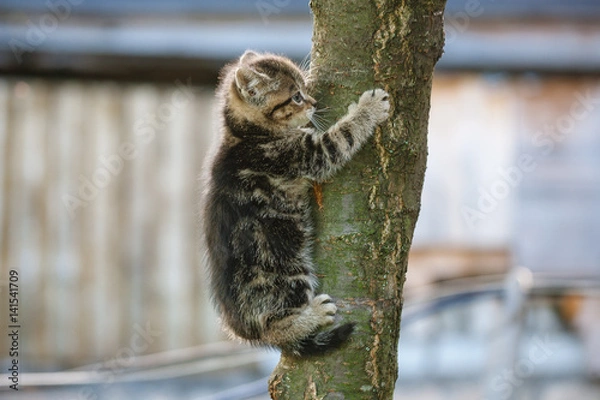 Obraz tabby kitten trying to climb a tree