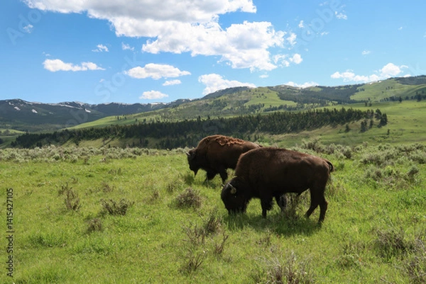Fototapeta Yellowstone Bisons