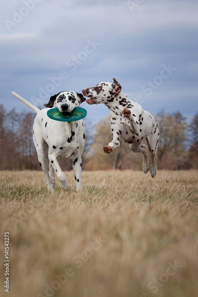 Obraz dalmatian