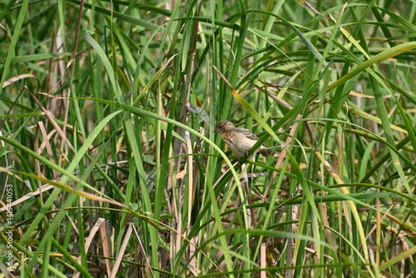 Obraz A baya weaver bird is seen perched on a blade of a grass during a sunny day