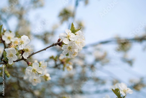Obraz Blooming apple orchard. Spring background with white blossoming apple tree branches, soft selective focus