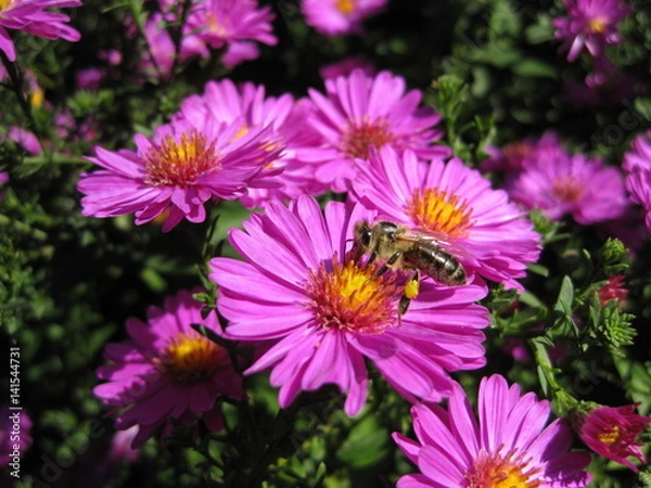 Fototapeta Beautiful pink bushy aster flower in a natural garden environment - sunny bright scene - one busy bee