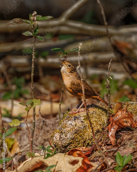 Fototapeta A small bird basks in the warm sunlight, perched upon a rock