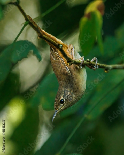 Obraz A small bird performs acrobatics while searching for bugs