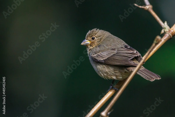 Fototapeta A small bird with camouflage feathers perched on a bamboo stick