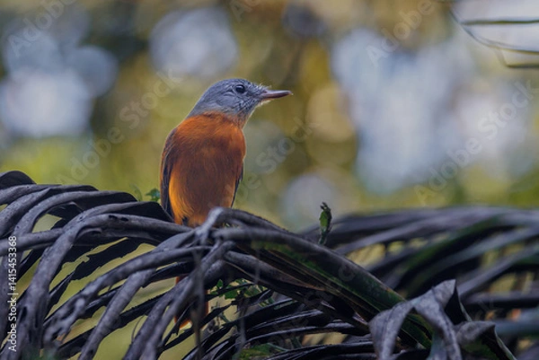 Fototapeta A gray-headed bird perched on a palm leaf