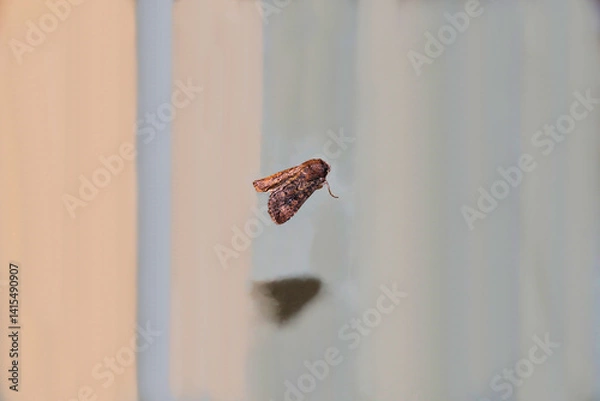 Fototapeta Wainscot Moth (Dasygaster) sheltering at night, South Australia