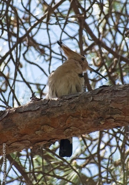 Fototapeta Wonderful animals in Spain. The hoopoe (Upupa epops) makes its remarkable journey northward, passing through Gibraltar as it migrates from the Sahel region of Africa. Selective focus