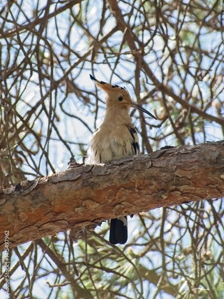 Fototapeta Wonderful animals in Spain. The hoopoe (Upupa epops) makes its remarkable journey northward, passing through Gibraltar as it migrates from the Sahel region of Africa. Selective focus