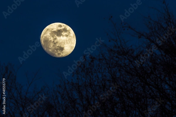 Fototapeta Full yellow moon with dark blue sky over a forest