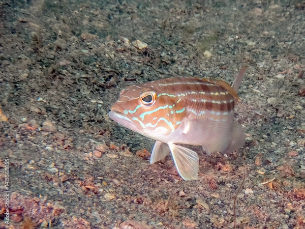 Obraz Sandperch (Diplectrum formosum) at the Blue Heron Bridge, Riviera Beach, Florida
