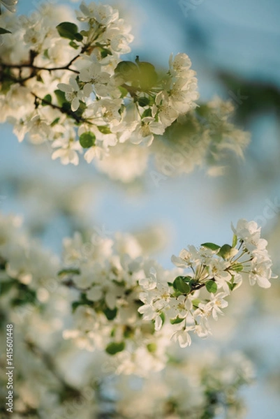 Obraz cherry blossom in spring
