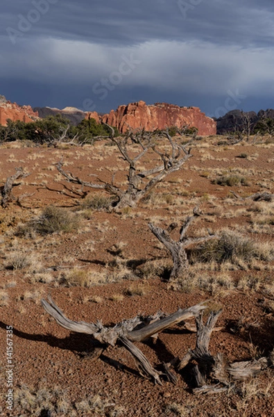 Obraz Chimney Rock Trail Dead Trees