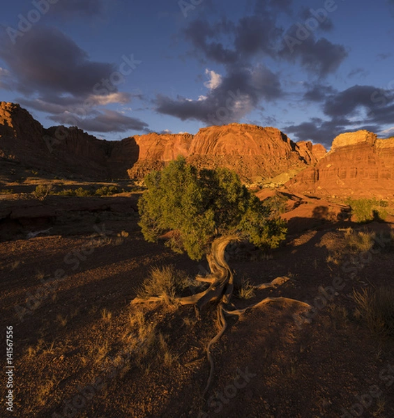 Obraz Chimney Rock Trail Tree at Sunset