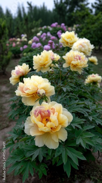 Fototapeta Enchanted Peony Garden in Luoyang: A Floral Wonderland