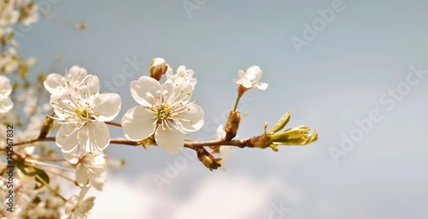 Fototapeta Cherry blossom in retro tone. Spring flowers background. Cherry blooming tree on blue sky 