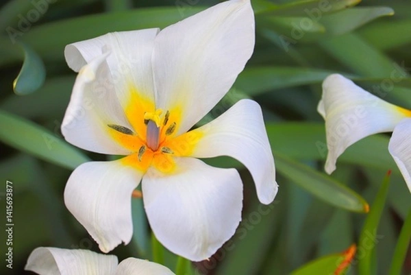 Obraz wilde Tulpe als Innenansicht