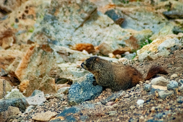 Obraz 493-40 Marmot