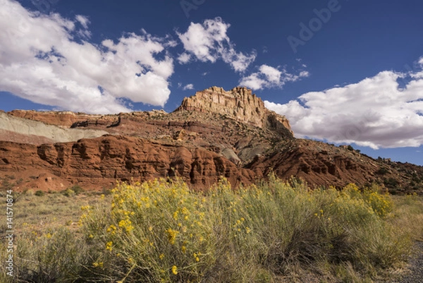 Obraz Capital Reef Flowers