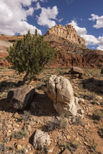 Obraz Capital Reef rock & Tree