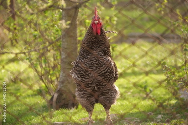 Obraz rooster behind a metal fence
